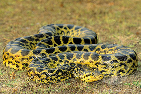 anaconda yellow brazil snakes pantanal snake wildlife python cobra wild brazilian pythons cobras biggest keyword weebly google